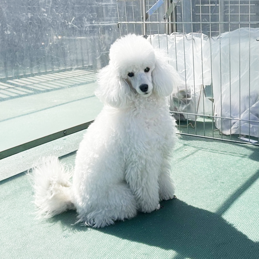 生徒が撮影したモデル犬写真♪